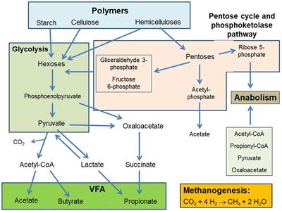 Metabolic Hydrogen Flows in Rumen Fermentation: Principles and Possibilities of Interventions